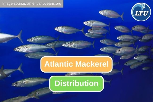 The Fascinating Distribution of Atlantic Mackerel